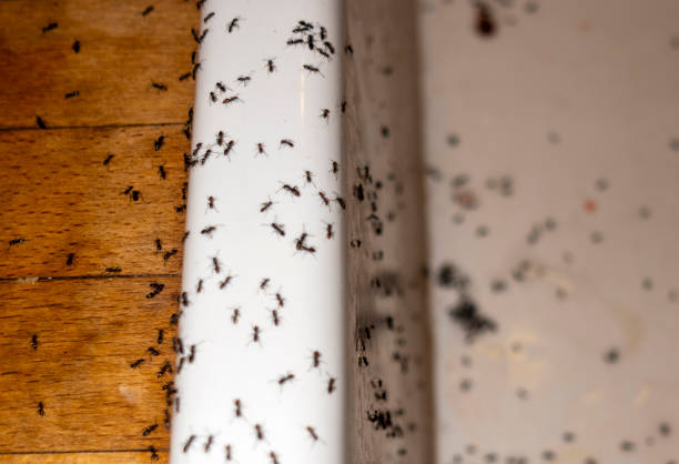 Pest Control Cost in Diablo Grande, CA